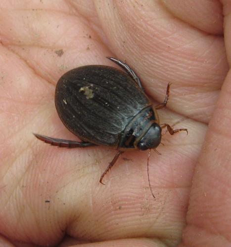 Réf. 156 997 : Acilius canaliculatus