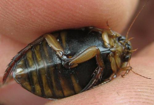 Réf. 156 996 : Acilius canaliculatus