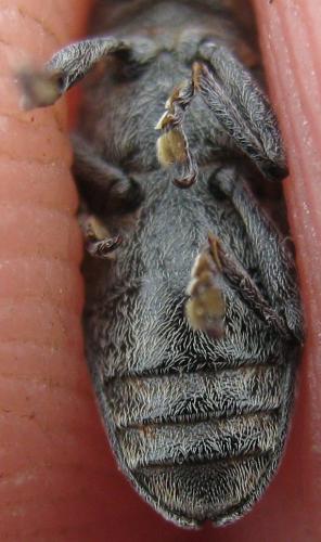 Réf. 156 963 : Lixus bardanae