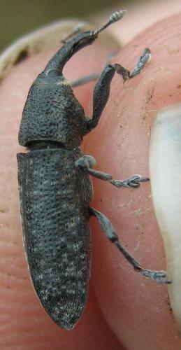 Réf. 156 964 : Lixus bardanae