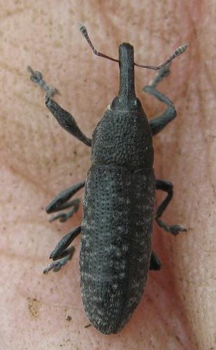 Réf. 156 965 : Lixus bardanae