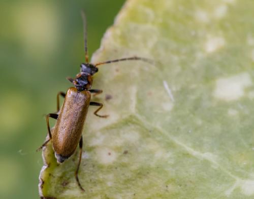Rhagonycha nigriventris