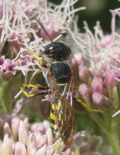 Philanthus triangulum