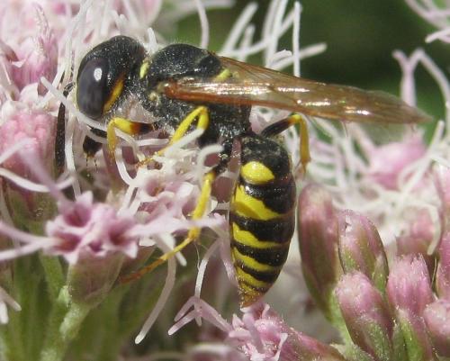 Philanthus triangulum