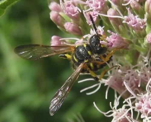 Cerceris arenaria