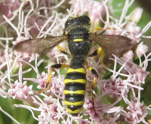 Cerceris arenaria