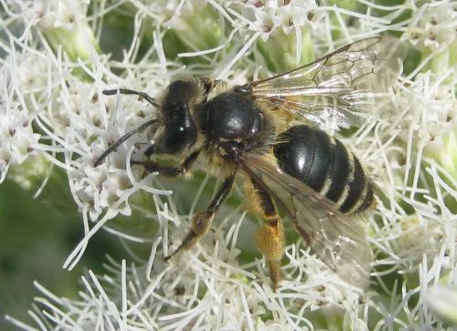 Andrena flavipes