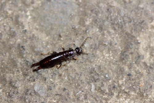 Anisolabella marginalis