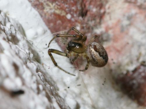 Zygiella x-notata