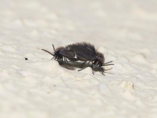 Psychoda sp.