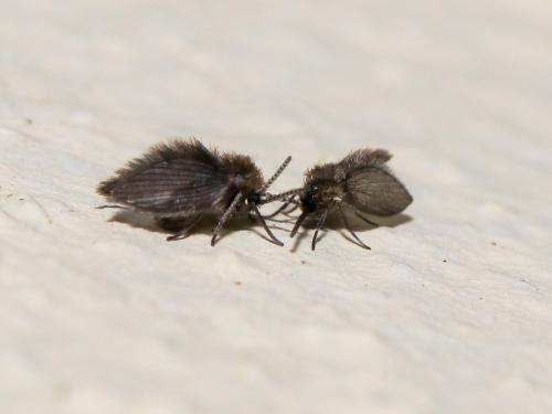Psychoda sp.