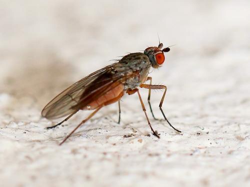 Réf. 156 957 : Tephrochlamys rufiventris