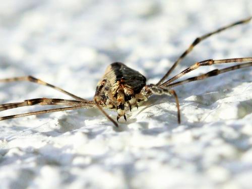 Dicranopalpus ramosus