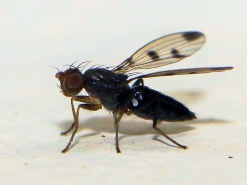 Geomyza tripunctata