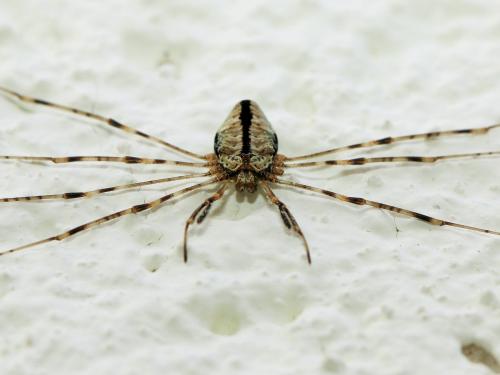 Réf. 156 638 : Dicranopalpus ramosus