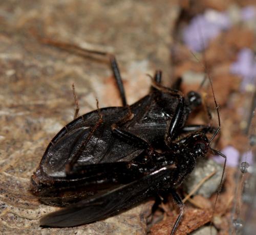Reduvius personatus