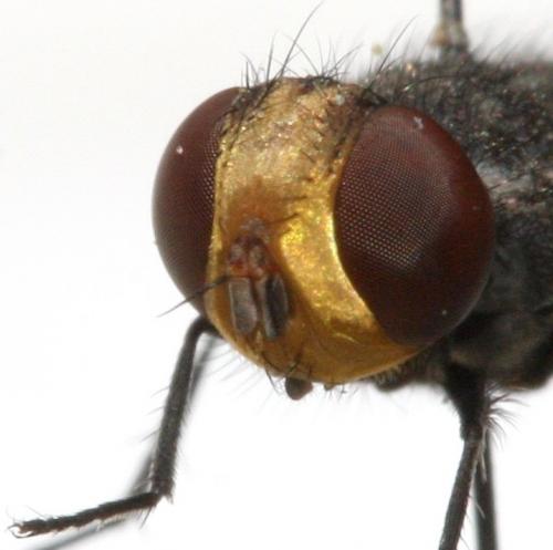 Miltogramma aurifrons