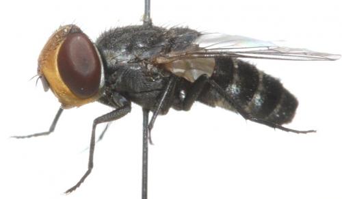 Miltogramma aurifrons