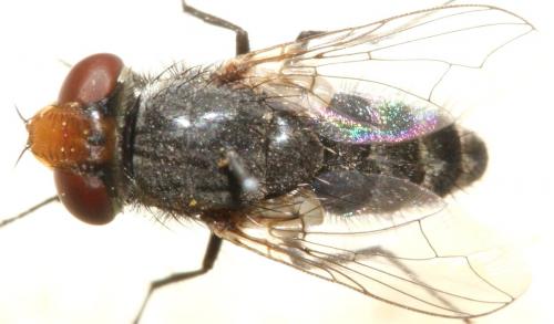 Miltogramma aurifrons