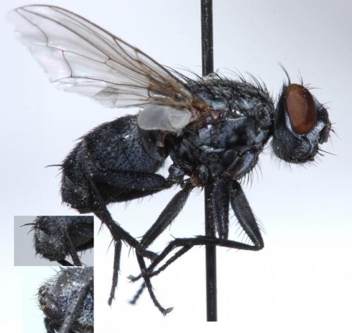 Réf. 156 362 : Blaesoxipha redempta