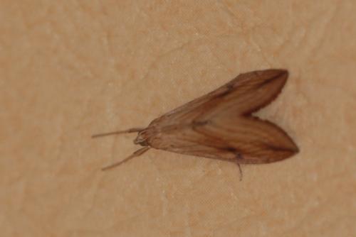 Réf. 156 505 : Evergestis forficalis