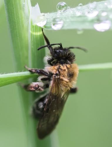 Andrena sp.