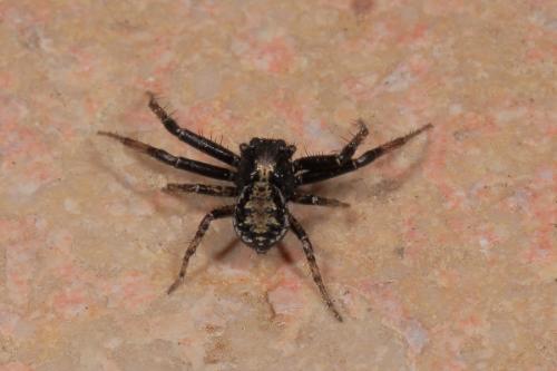 Xysticus sp.