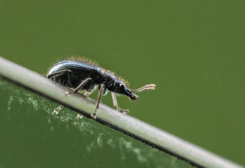 Réf. 156 125 : Lasiorhynchites sp.