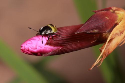 Palomena prasina