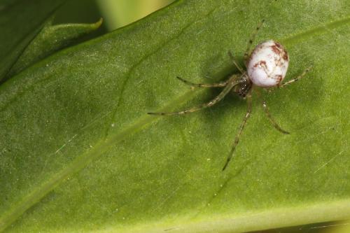 Metellina sp.