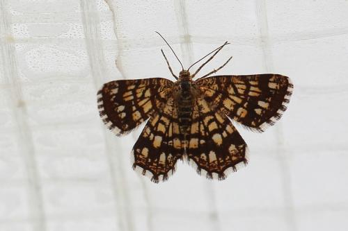 Réf. 156 415 : Chiasmia clathrata