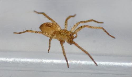 Réf. 156 810 : Anyphaena accentuata