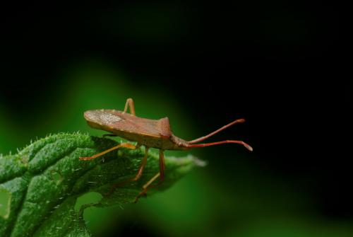 Gonocerus acuteangulatus