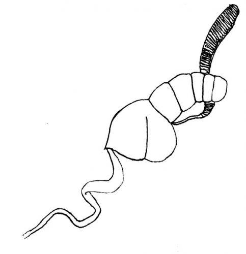 Bembidion iricolor