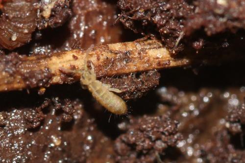 Isotomurus sp.