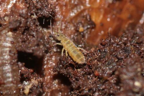 Isotomurus sp.