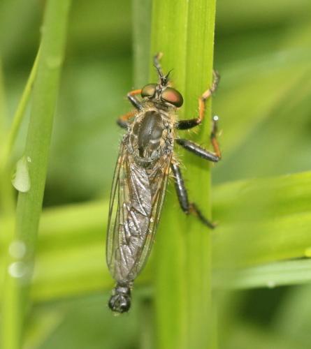 Neoitamus cothurnatus