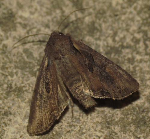 Réf. 156 834 : Lacanobia suasa