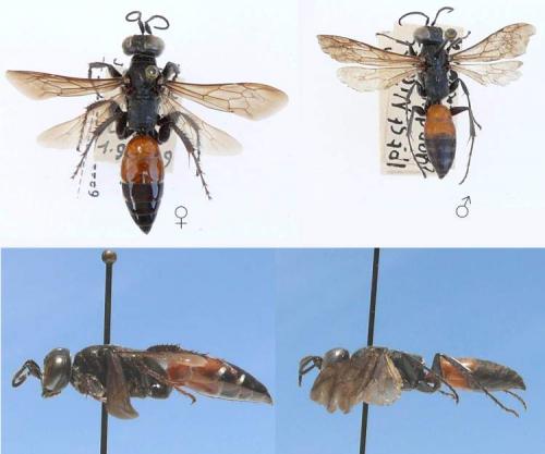 Larra anathema