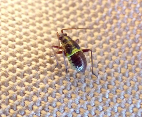 Réf. 156 092 : Calocoris roseomaculatus