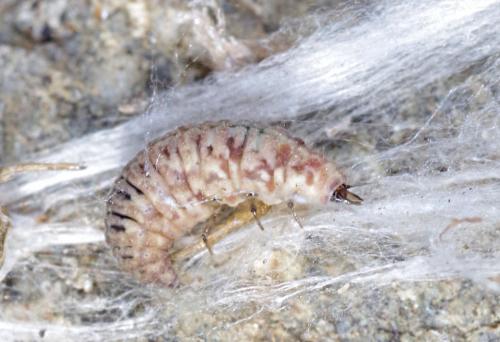 Réf. 156 067 : Mantispa sp.