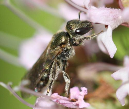 Lasioglossum nitidulum