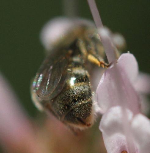 Réf. 156 393 : Lasioglossum nitidulum