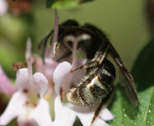 Réf. 156 437 : Lasioglossum nitidulum
