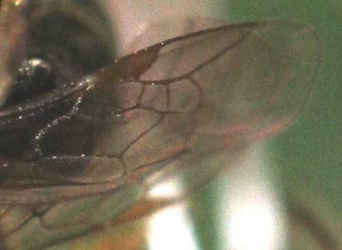 Lasioglossum nitidulum