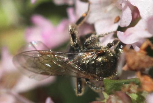 Réf. 156 435 : Lasioglossum nitidulum