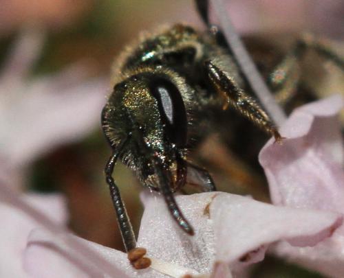 Lasioglossum nitidulum