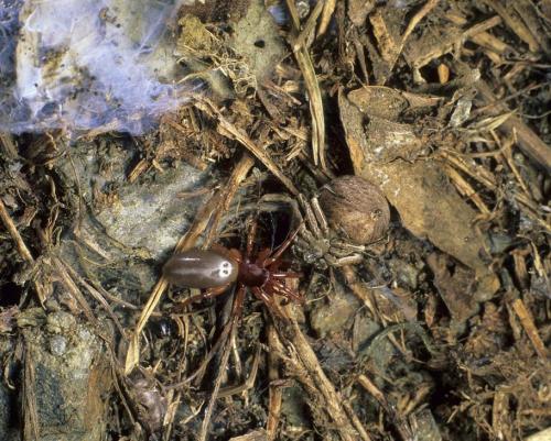 Dysdera sp.