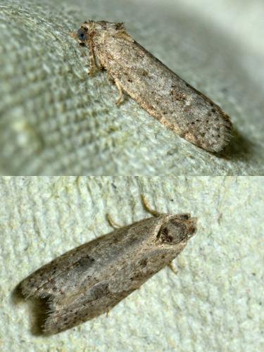 Cnephasia sp.