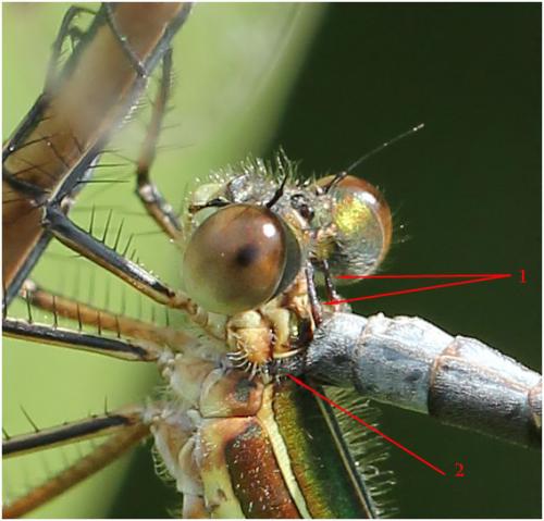 Lestes sponsa